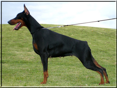 Maxim di altobello sales dobermann